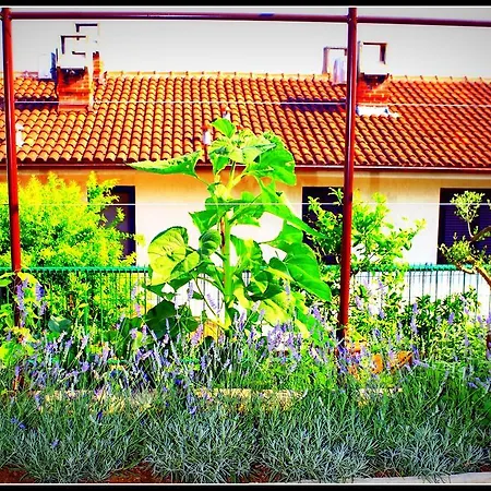 Lavender Scent Family Portoroz Dd1